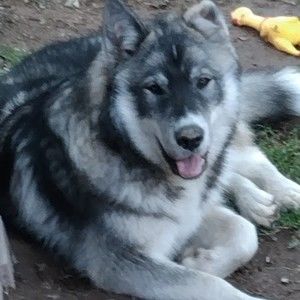 Meet your Posher, Rene